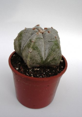 Opuntia_microdasys_f_rubra_1